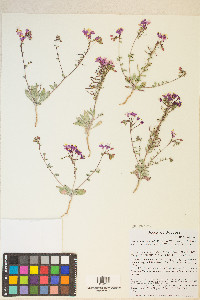 Eremothera boothii image