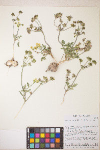 Lomatium cous image