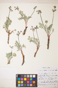 Lomatium nevadense var. nevadense image