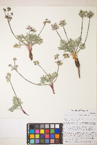 Lomatium nevadense var. nevadense image