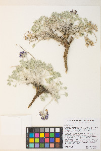 Lupinus duranii image