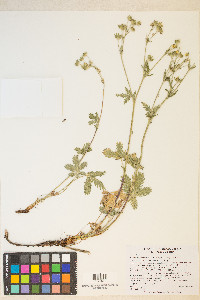 Potentilla gracilis var. fastigiata image