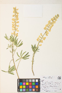 Lupinus arbustus image