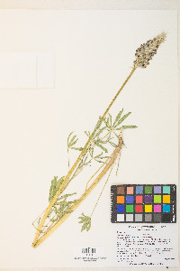 Lupinus pratensis image