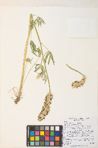 Lupinus pratensis image