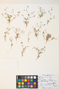 Eriogonum spergulinum image