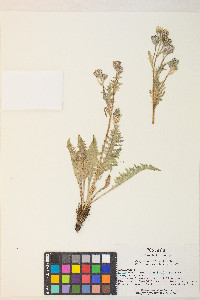 Crepis occidentalis image