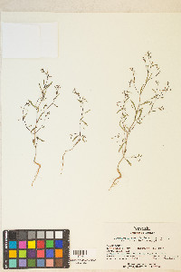 Gayophytum ramosissimum image