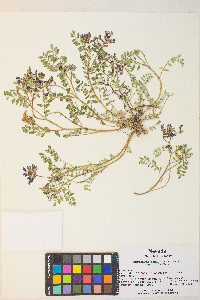 Astragalus iodanthus image