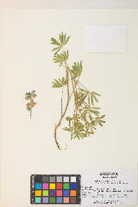 Lupinus polyphyllus image