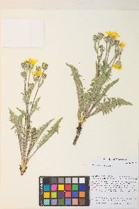 Crepis occidentalis image