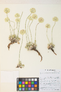 Eriogonum ovalifolium var. purpureum image