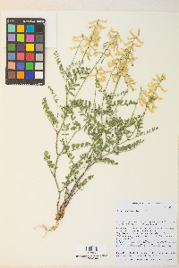 Astragalus filipes image