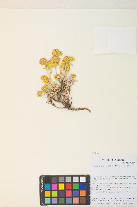 Eriogonum sphaerocephalum image