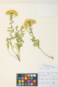 Chrysothamnus viscidiflorus var. latifolius image