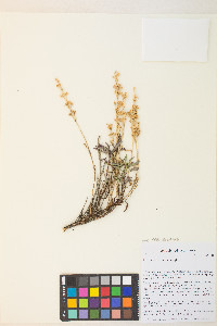 Penstemon deustus image