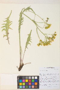 Crepis acuminata image