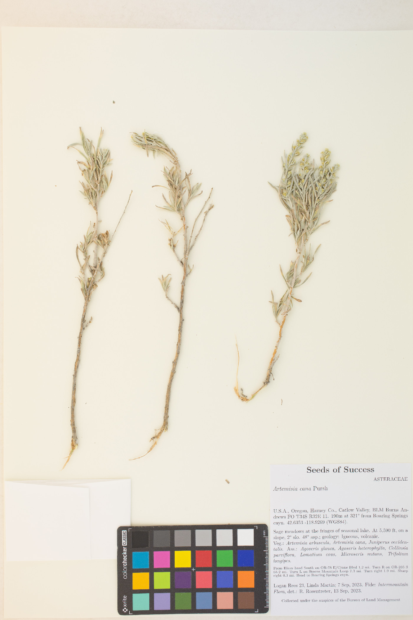 Artemisia cana image