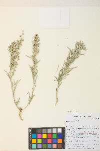 Artemisia cana subsp. bolanderi image