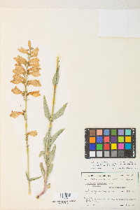 Penstemon floridus image