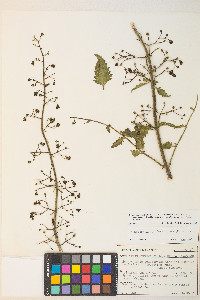 Scrophularia desertorum image