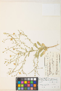 Dieteria canescens var. leucanthemifolia image