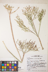 Lomatium brevifolium image