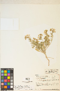 Eremothera boothii image