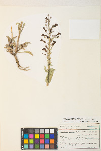 Penstemon patens image