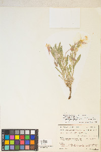 Oenothera californica subsp. avita image