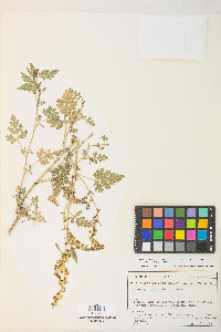 Ambrosia acanthicarpa image