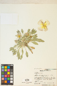 Oenothera deltoides image