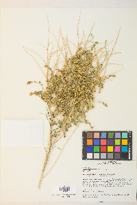 Ambrosia salsola image