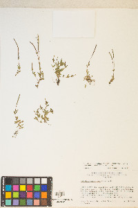 Epilobium oregonense image