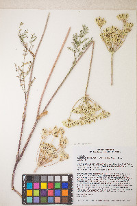 Lomatium vaginatum image
