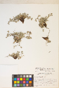 Potentilla pensylvanica var. pensylvanica image