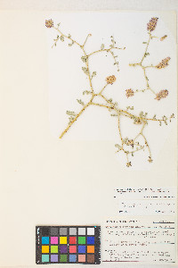 Psorothamnus polydenius image