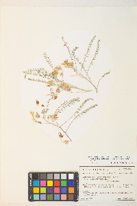 Astragalus lentiginosus var. semotus image