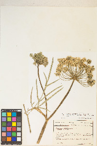 Angelica lineariloba image