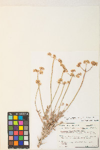 Eriogonum fasciculatum var. polifolium image