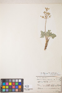 Lomatium fimbriatum image