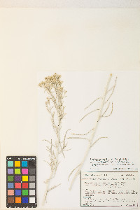 Ericameria nauseosa var. hololeuca image