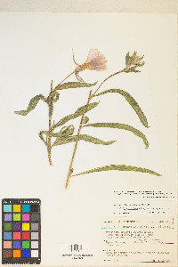 Oenothera elata subsp. hirsutissima image