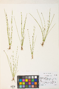 Eleocharis quinqueflora image