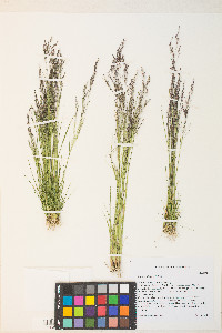 Agrostis idahoensis image