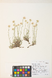Antennaria rosea subsp. rosea image