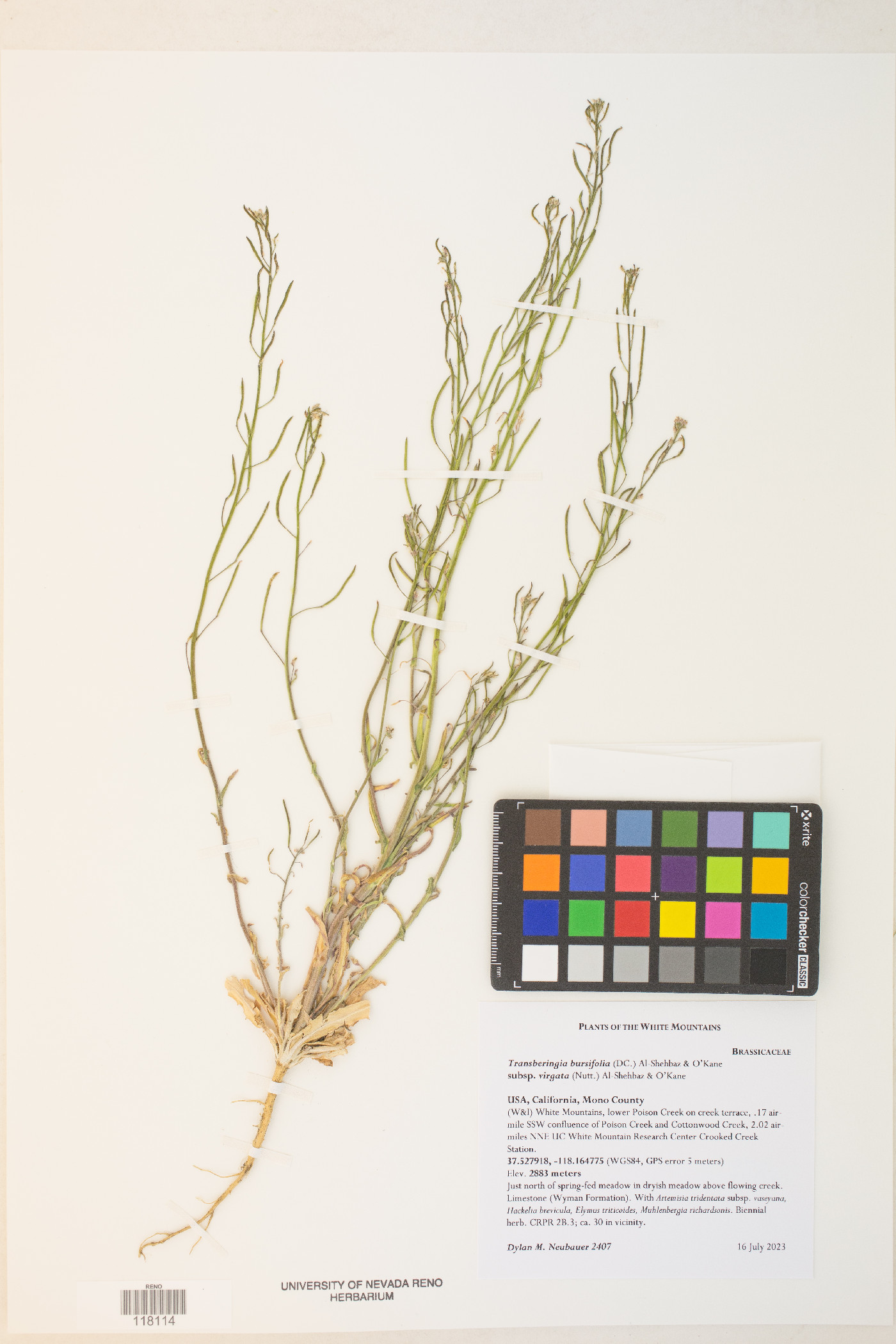 Transberingia bursifolia subsp. virgata image