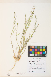 Transberingia bursifolia image