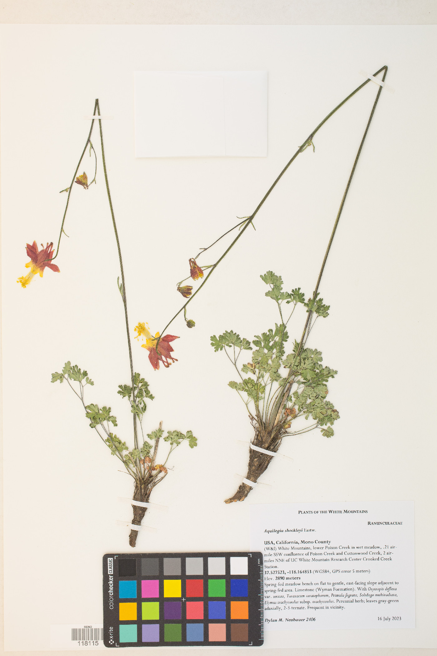 Aquilegia shockleyi image