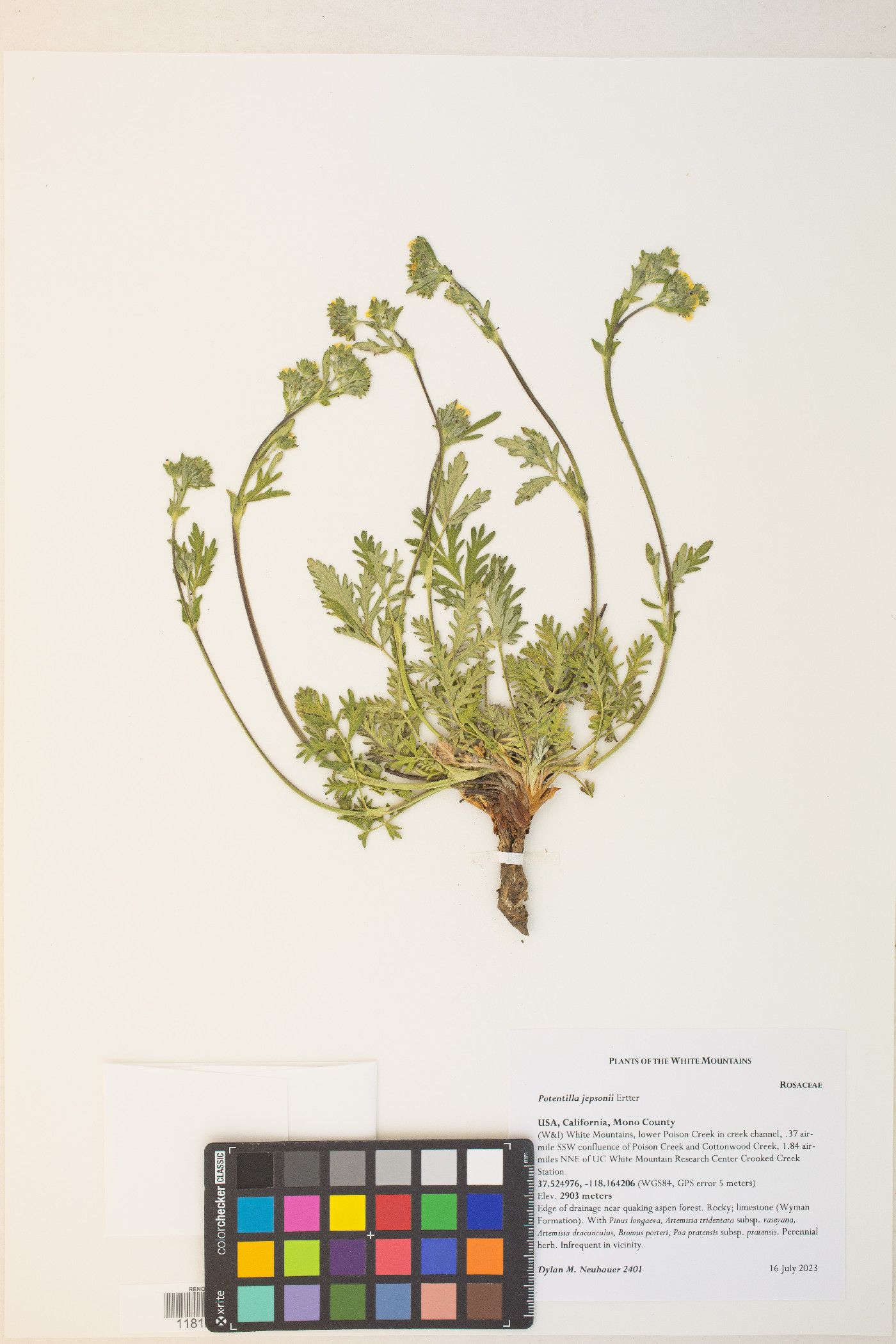 Potentilla jepsonii image